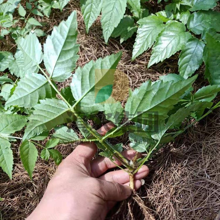 刺老包苗 大量供应刺老包种苗 基地现采现发 刺龙芽 刺老包种植 刺老包种苗价格