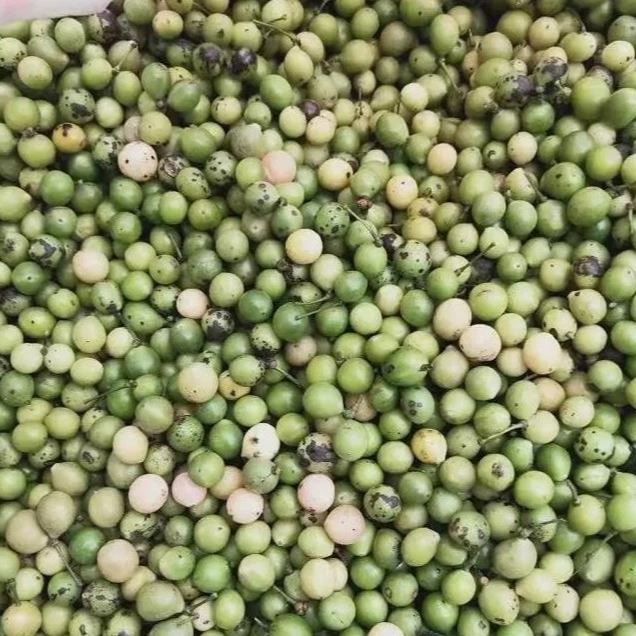 金果榄种子 地苦胆种植  基地直供金果榄种苗 金果榄  现采现发 品质