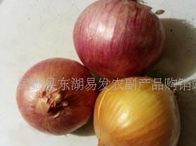 供应球葱、圆葱、玉葱  洋葱Onions