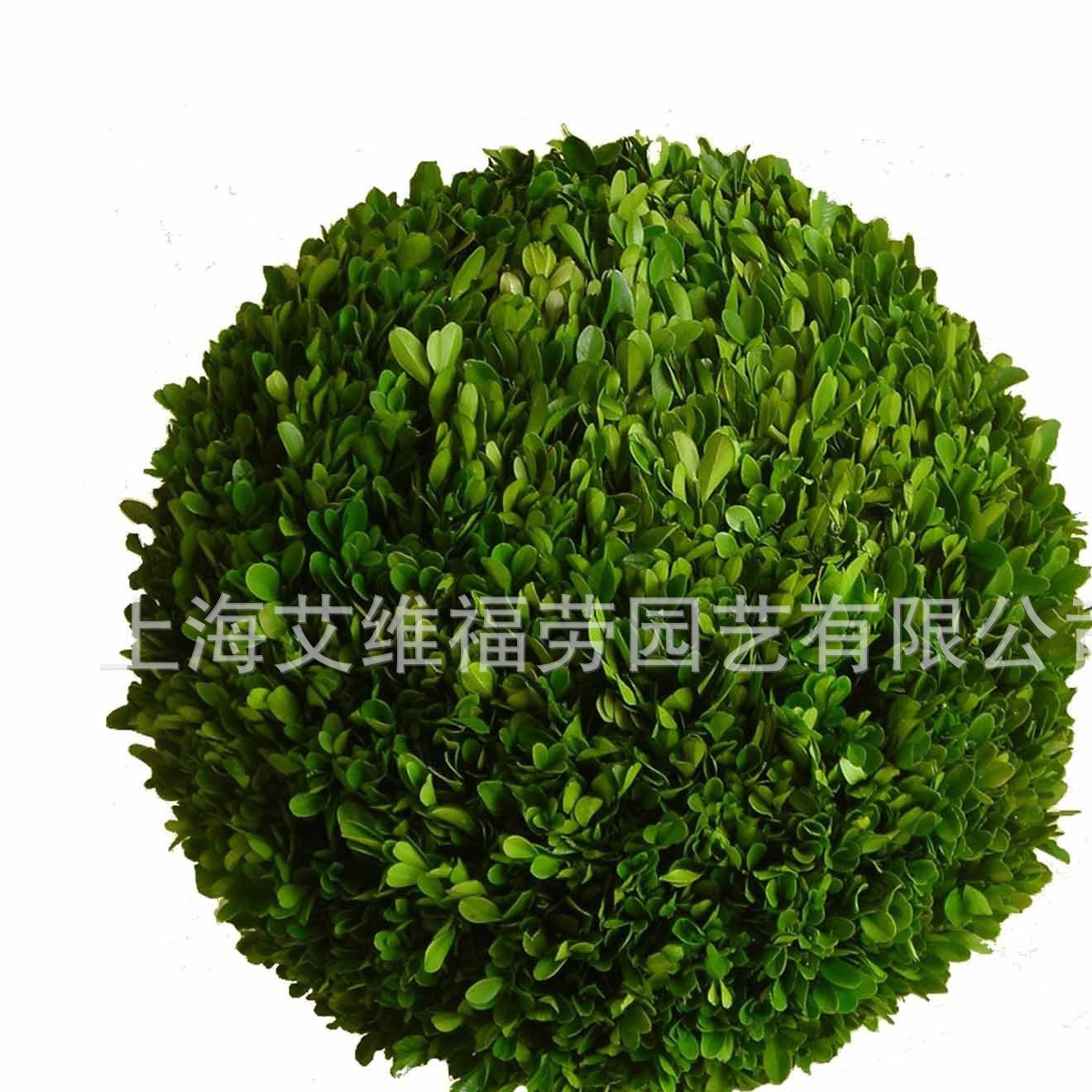 preserved boxwood topiary保鲜黄杨技术培训 保鲜黄杨技术转让