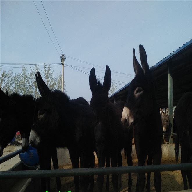 乌头驴驴苗价格乌头驴驴苗养殖场肉驴繁育基地