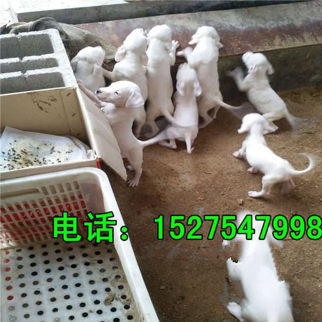 种犬养殖 出售 马犬 猛犬  杜高犬 幼犬 狗苗养殖技术