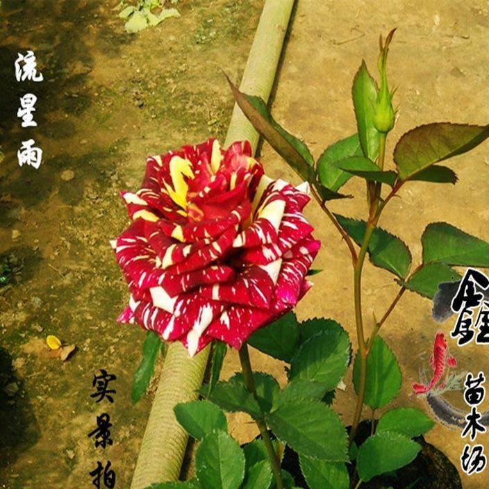 批发：庭院盆栽花卉月季花，藤本月季，品种月季，流星雨月季花苗