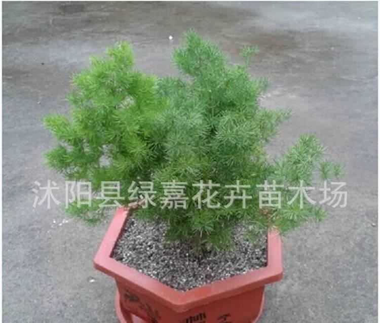 盆景八仙蓬莱松 客厅办公室花卉植物盆栽蓬莱松 水松 长寿绣球松