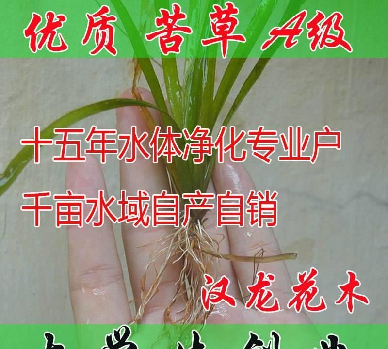 水生植物 矮生刺苦草 绿化 室内水体绿化 面条 龙须 扁担