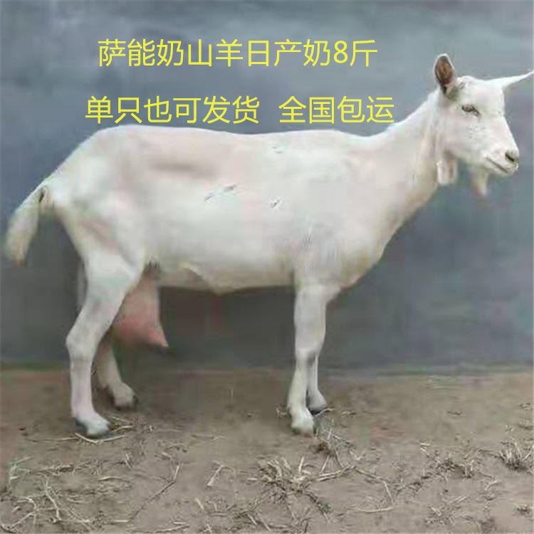 萨能奶山羊的产奶量.