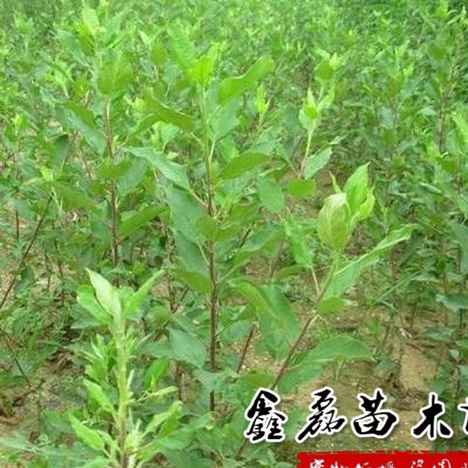 苹果小苗 红肉苹果 果树苗 富红士苹果 苹果价格 可盆栽基地发货