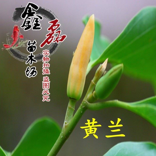 批发白兰花苗 黄角兰 黄兰 浓香型庭院小区植物盆栽包邮