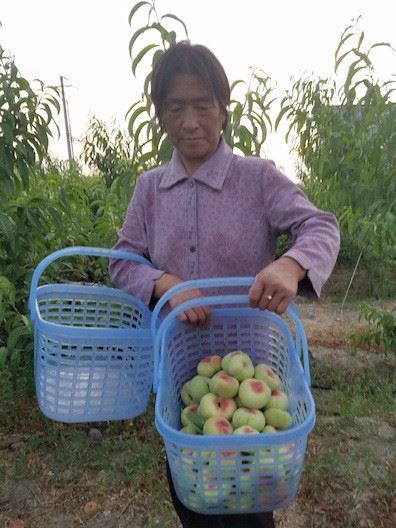 产地直销新鲜水果5斤装 新疆蟠桃 桃子新鲜水果蟠桃 礼盒包装蟠桃