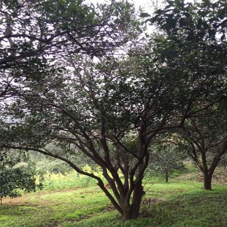 丛生野生移栽香橼，欢迎实地看苗