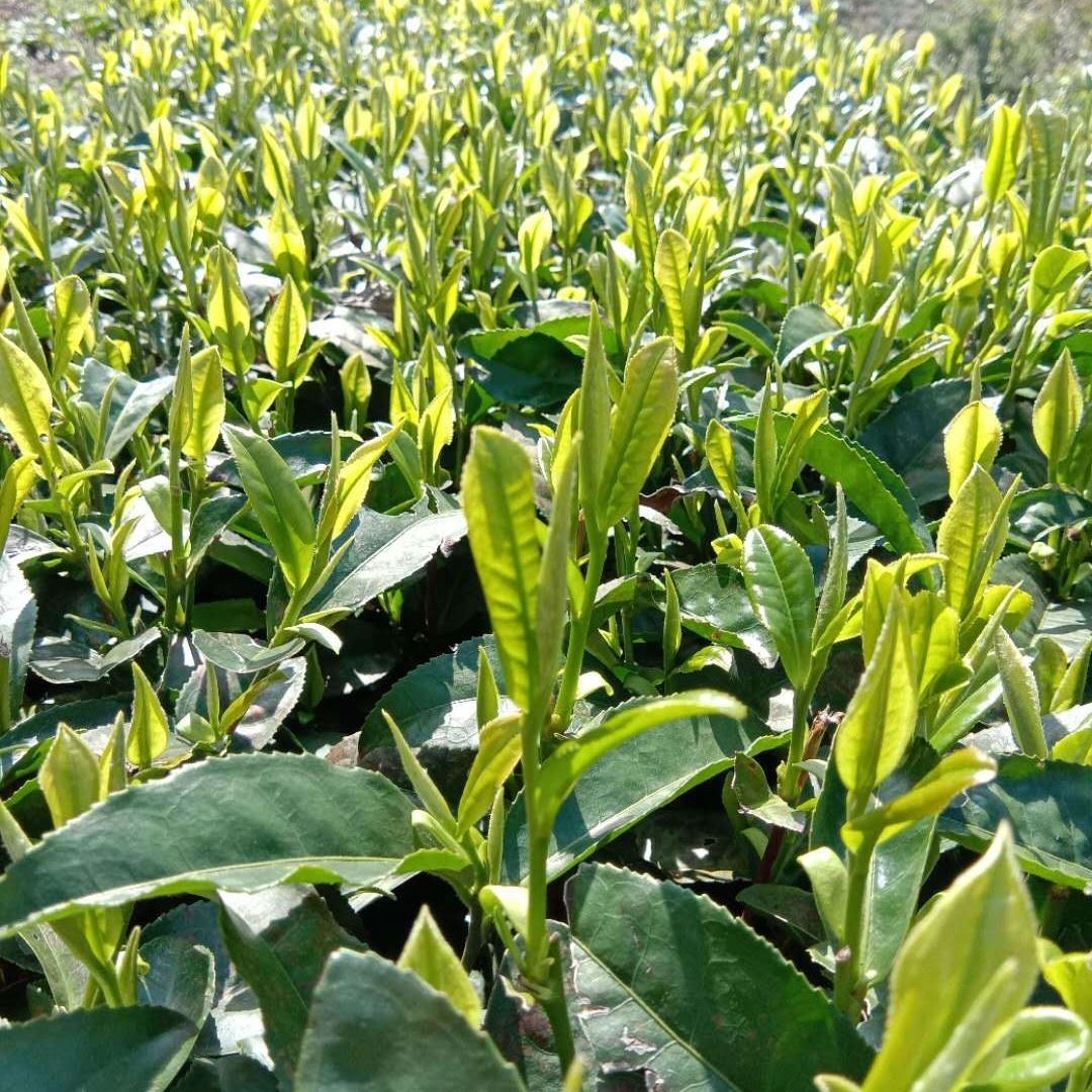 广西三江县手工红茶 绿茶野生藤茶 等土特产厂家直销 品质